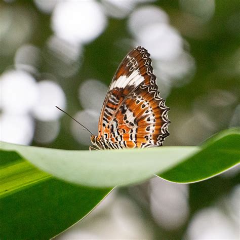 Do butterflies ever sleep?