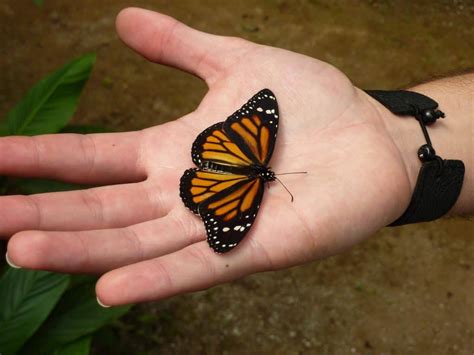 Do butterflies feel pain?
