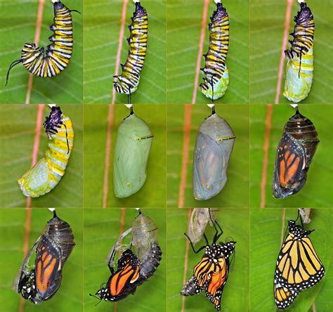 Do butterflies hatch from a chrysalis?