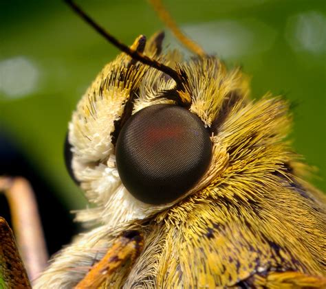 Do butterflies have 2000 eyes?