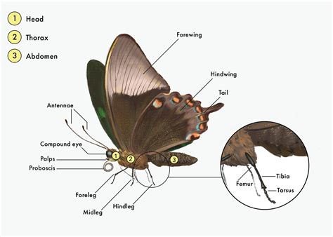 Do butterflies have 6 eyes?