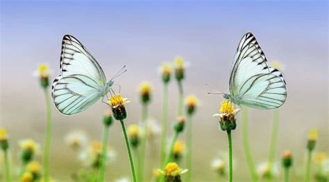 Do butterflies have feelings?