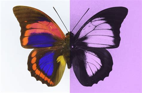 Do butterflies see color?