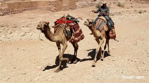 Do camels trot or run?