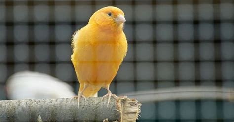 Do canaries need iodine?