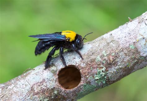 Do carpenter bees bite?