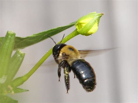 Do carpenter bees buzz?