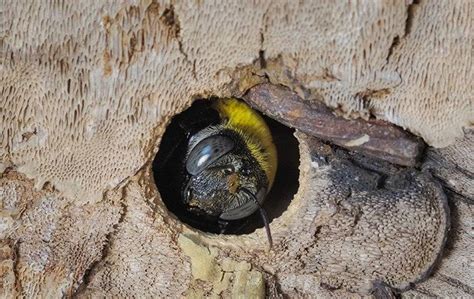 Do carpenter bees lay eggs in wood?