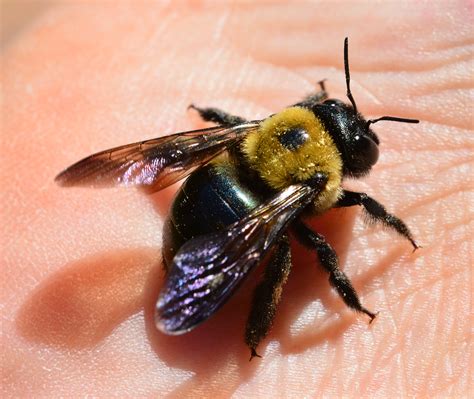 Do carpenter bees like the smell of lavender?