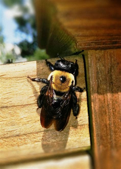 Do carpenter bees like the smell of vinegar?