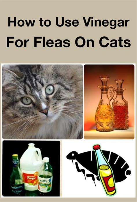 Do cat fleas hate vinegar?