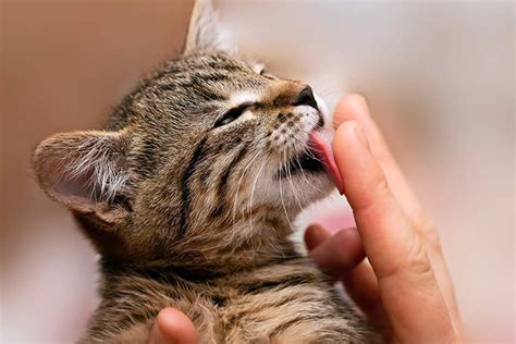 Do cat licks mean kisses?