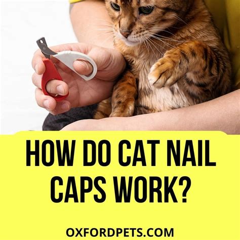 Do cat nail caps work?
