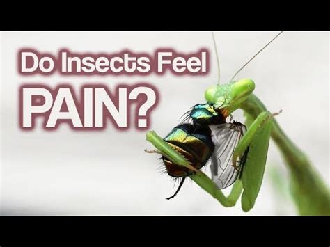 Do caterpillars feel pain?