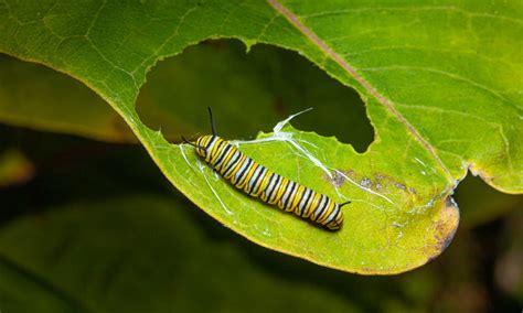 Do caterpillars get scared?