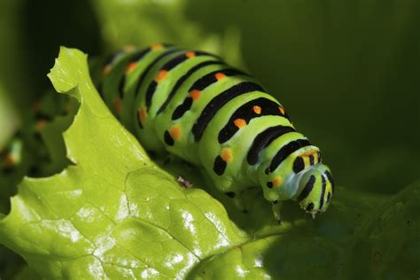 Do caterpillars have a gender?