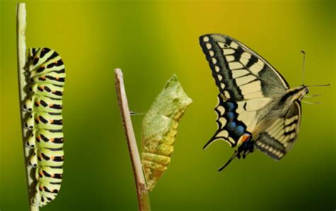 Do caterpillars have the same DNA as butterflies?