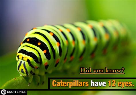 Do caterpillars have vision?