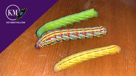 Do caterpillars have warm blood?