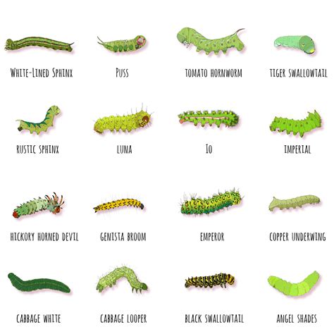 Do caterpillars know whats going on?