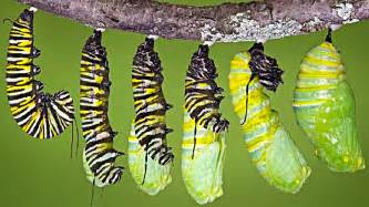 Do caterpillars turn into butterflies?