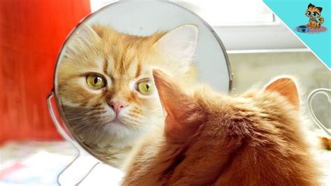 Do cats Recognise themselves in the mirror?