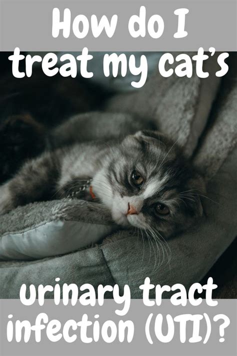 Do cats act normal with a UTI?