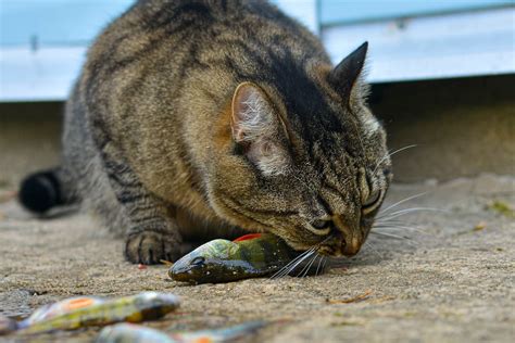 Do cats actually like fish?