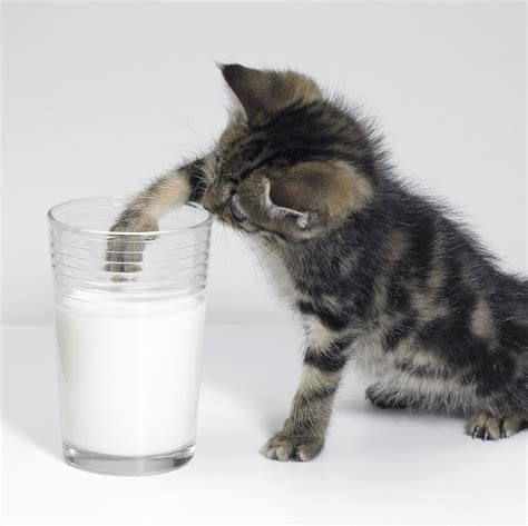 Do cats actually like milk?