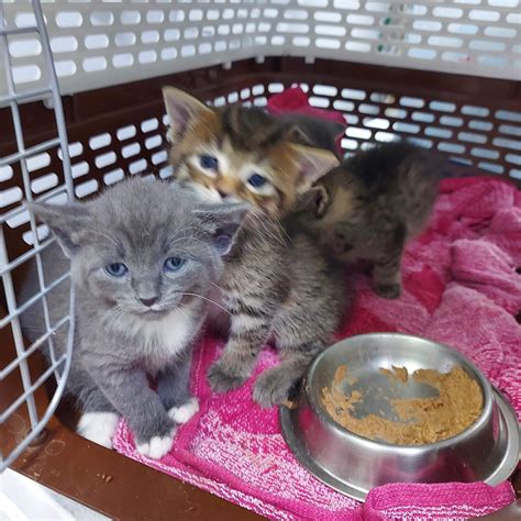 Do cats adopt abandoned kittens?