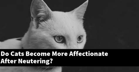 Do cats become attached to you?