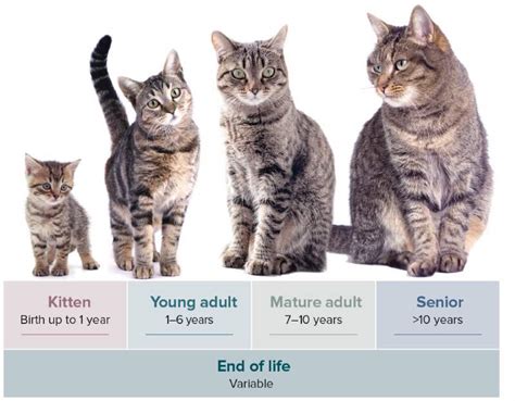 Do cats become less active with age?