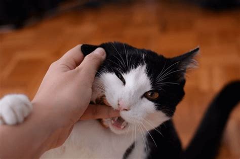 Do cats bite to show dominance?