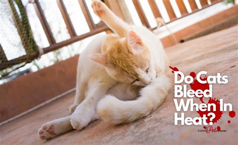 Do cats bleed when in heat?