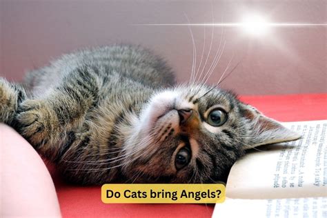 Do cats bring angels in?