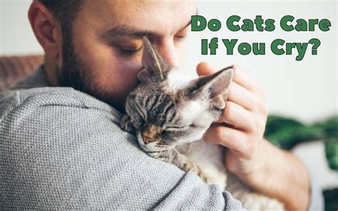 Do cats care if you're gone all day?