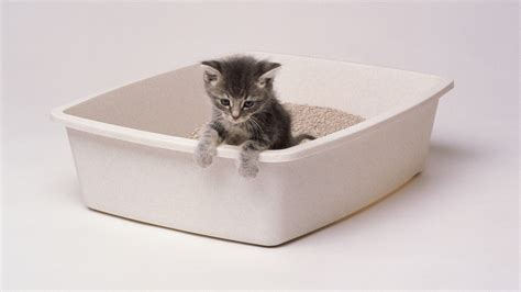 Do cats care what litter you use?