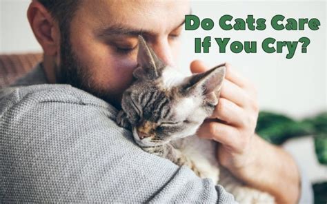 Do cats care when you cry?