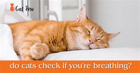 Do cats check if you're breathing?