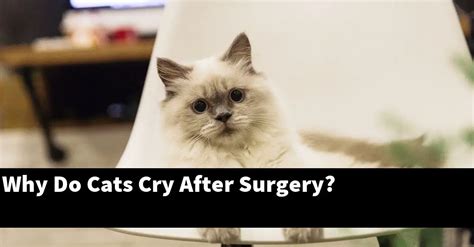 Do cats cry after surgery?