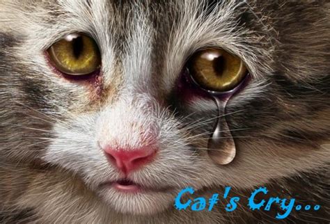 Do cats cry for help?