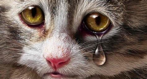 Do cats cry tears when sad?