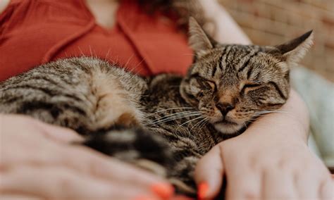Do cats cuddle when they are sick?