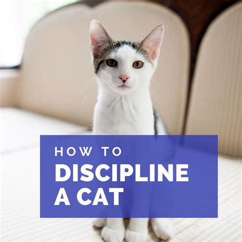 Do cats discipline kittens?
