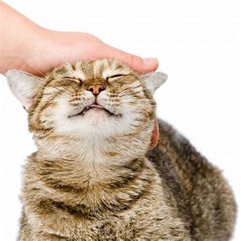 Do cats enjoy being petted?