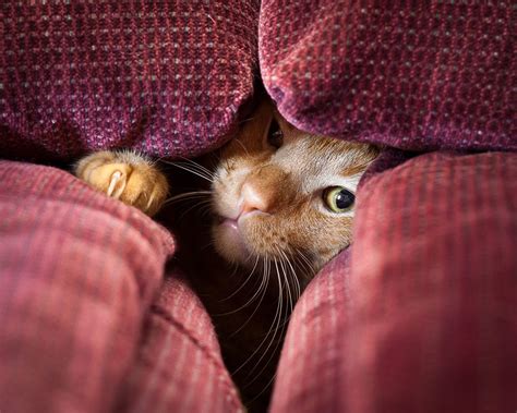 Do cats enjoy hiding?