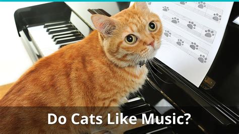 Do cats enjoy music?