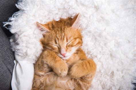 Do cats ever fully sleep?
