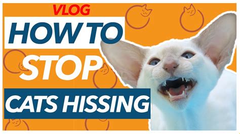 Do cats ever stop hissing?