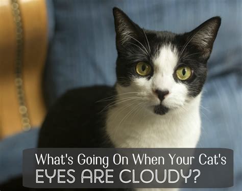 Do cats eyes get cloudy as they age?